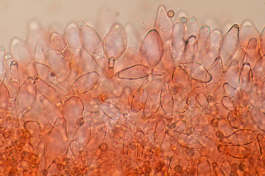 Pluteus semibulbosus